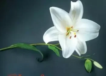 “Las fuerzas contrarias”: pandemia y certificación en la saga literaria de Lorenzo Silva