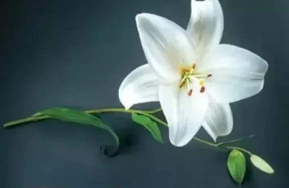 “Las fuerzas contrarias”: pandemia y certificación en la saga literaria de Lorenzo Silva