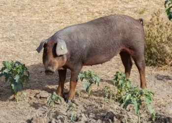 Ven posible que la peste porcina se vuelva endémica
