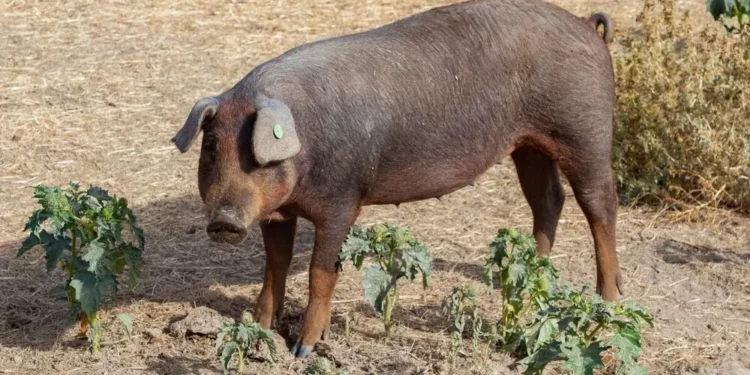 Ven posible que la peste porcina se vuelva endémica