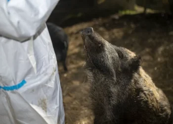 El Gobierno confirma otros dos positivos por peste porcina