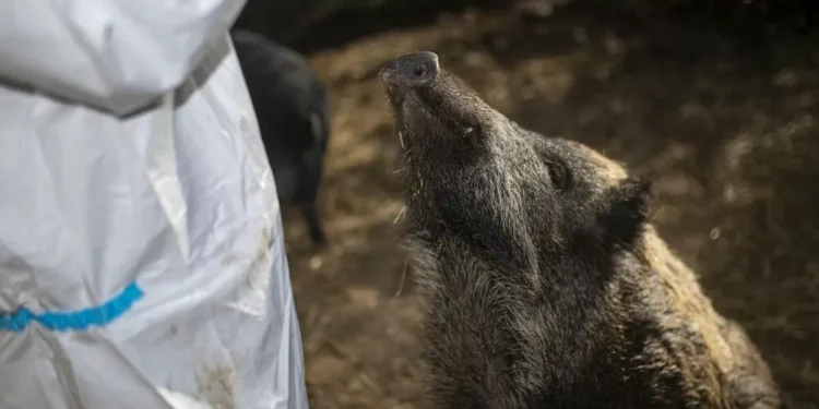 El Gobierno confirma otros dos positivos por peste porcina