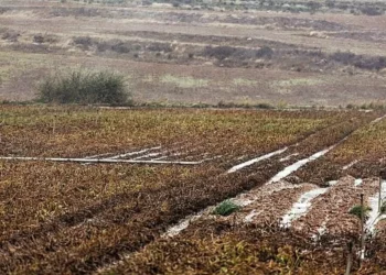 CyL declara «excepcional» la campaña agrícola por el temporal