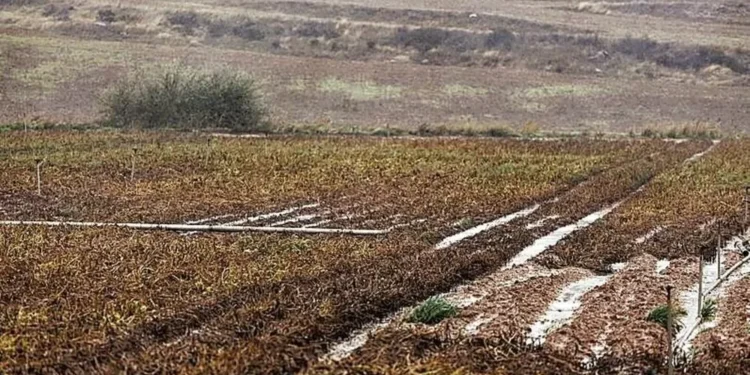 CyL declara «excepcional» la campaña agrícola por el temporal